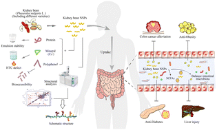 Graphical abstract: Non-starch polysaccharides from kidney beans: comprehensive insight into their extraction, structure and physicochemical and nutritional properties