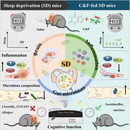 Graphical abstract: A combined effect of fish-originated collagen peptides and caffeine on the cognitive function of sleep-deprived mice