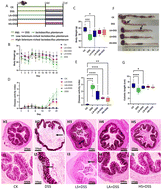 Graphical abstract: Alleviating effect of selenium-enriched Lactobacillus plantarum 6076 on dextran sulfate sodium-induced colitis and liver inflammation in mice