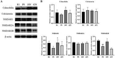 Graphical abstract: Fermented soybean foods (natto) ameliorate age-related cognitive decline by hippocampal TAAR1-mediated activation of the CaMKII/CREB/BDNF signaling pathway in senescence-accelerated mouse prone 8 (SAMP8)