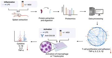 Graphical abstract: Exploring immunoregulatory properties of a phenolic-enriched maple syrup extract through integrated proteomics and in vitro assays