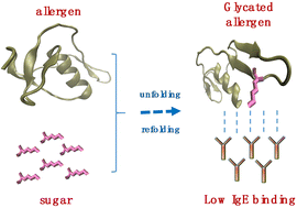 Graphical abstract: Effects of unfolding treatment assisted glycation on the IgE/IgG binding capacity and antioxidant activity of ovomucoid