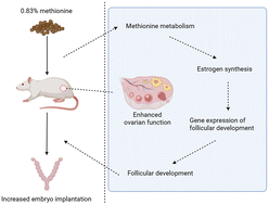 Graphical abstract: Dietary methionine supplementation during the estrous cycle improves follicular development and estrogen synthesis in rats