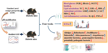 Graphical abstract: Anti-diabetic effects of natural and modified ‘Ganzhou’ navel orange peel pectin on type 2 diabetic mice via gut microbiota