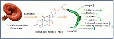 Graphical abstract: Ganoderma lucidum methyl ganoderate E extends lifespan and modulates aging-related indicators in Caenorhabditis elegans