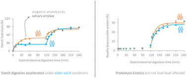 Graphical abstract: From static to semi-dynamic in vitro digestion conditions relevant for the older population: starch and protein digestion of cooked lentils