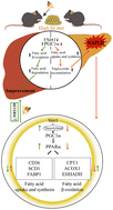 Graphical abstract: The promotion of fatty acid β-oxidation by hesperidin via activating SIRT1/PGC1α to improve NAFLD induced by a high-fat diet