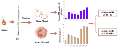 Graphical abstract: Investigation of the allergenicity alterations of shrimp tropomyosin as glycated by glucose and maltotriose containing advanced glycation end products