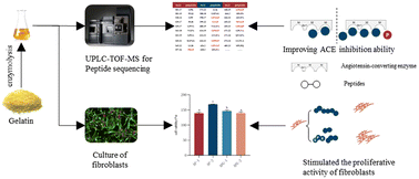 Graphical abstract: The targeted development of collagen-active peptides based on composite enzyme hydrolysis: a study on the structure–activity relationship