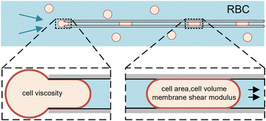 Graphical abstract: High-throughput single-cell assay for precise measurement of the intrinsic mechanical properties and shape characteristics of red blood cells