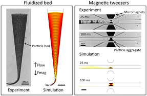 Graphical abstract: A continuum model for magnetic particle flows in microfluidics applicable from dilute to packed suspensions