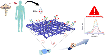 Graphical abstract: A label-free electrochemical immunosensor based on decorated cellulose nanofibrous membrane for point-of-care diagnosis of amanitin poisoning via human urine