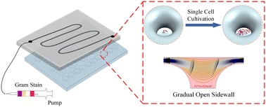 Graphical abstract: Advancing in situ single-cell microbiological analysis through a microwell droplet array with a gradual open sidewall