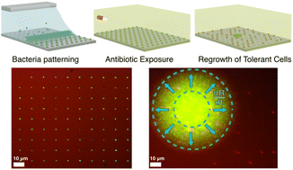 Graphical abstract: Single-cell patterning and characterisation of antibiotic persistent bacteria using bio-sCAPA