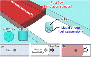 Graphical abstract: Instantaneous extracellular solution exchange for concurrent evaluation of membrane permeability of single cells