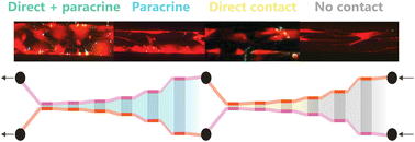 Graphical abstract: Exploring the cell interactome: deciphering relative impacts of cell–cell communication in cell co-culture using a novel microfluidic device