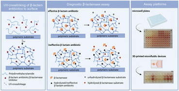 Graphical abstract: Highly efficient β-lactamase assay applying poly-dimethylacrylamide-based surface functionalization with β-lactam antibiotics and β-lactamase inhibitors