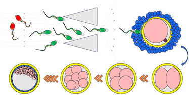 Graphical abstract: Faster sperm selected by rheotaxis leads to superior early embryonic development in vitro