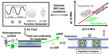 Graphical abstract: Dielectrophoretic enrichment of live chemo-resistant circulating-like pancreatic cancer cells from media of drug-treated adherent cultures of solid tumors