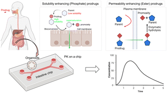 Graphical abstract: Developing an adult stem cell derived microphysiological intestinal system for predicting oral prodrug bioconversion and permeability in humans