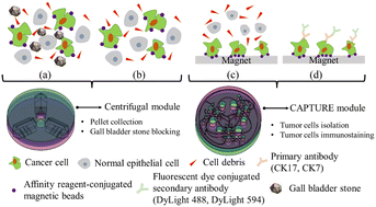 Graphical abstract: An integrated microfluidic system for automatic detection of cholangiocarcinoma cells from bile