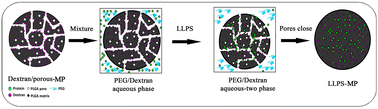 Graphical abstract: Liquid–liquid phase separation for microencapsulation of native cytokine to enhance immune activation