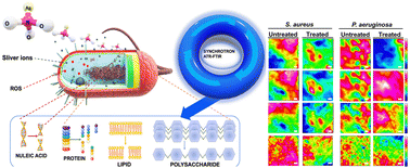 Graphical abstract: Synchrotron macro ATR-FTIR micro-spectroscopy to unlock silver ion-induced biochemical alterations in bacteria