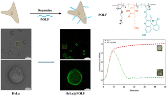 Graphical abstract: Cell surface functionalization with lysine ligand-containing copolymers for fibrinolytic activity