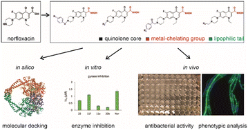 Graphical abstract: Rational design, synthesis, molecular modeling, biological activity, and mechanism of action of polypharmacological norfloxacin hydroxamic acid derivatives