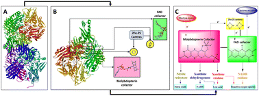 Graphical abstract: Past, present and future of xanthine oxidase inhibitors: design strategies, structural and pharmacological insights, patents and clinical trials