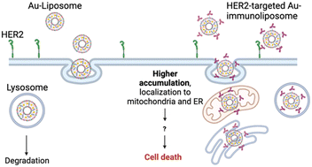 Graphical abstract: Development of immunoliposomes containing cytotoxic gold payloads against HER2-positive breast cancers