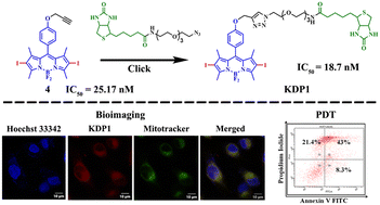 Graphical abstract: Mitochondria-targeted biotin-conjugated BODIPYs for cancer imaging and therapy