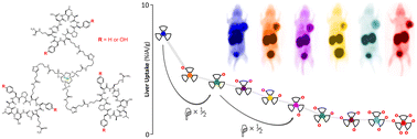 Graphical abstract: Complexity of αvβ6-integrin targeting RGD peptide trimers: emergence of non-specific binding by synergistic interaction