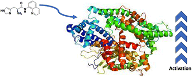 Graphical abstract: The evolution of small molecule enzyme activators