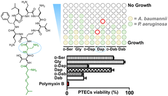 Graphical abstract: Semisynthetic polymyxins with potent antibacterial activity and reduced kidney cell toxicity