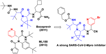 Graphical abstract: On the origins of SARS-CoV-2 main protease inhibitors