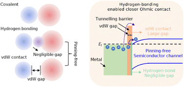 Graphical abstract: Hydrogen-bonding enables two-dimensional metal/semiconductor tunable contacts approaching the quantum limit and the modified Schottky–Mott limit simultaneously