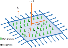 Graphical abstract: Interaction of gyrotactic moment of microorganisms and nanoparticles for magnetized and chemically reactive shear-thinning fluid with stratification phenomenon