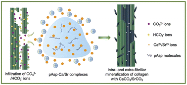 Graphical abstract: Intrafibrillar mineralization of type I collagen with calcium carbonate and strontium carbonate induced by polyelectrolyte–cation complexes