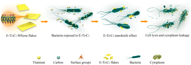 Graphical abstract: Large-scale production of MXenes as nanoknives for antibacterial application