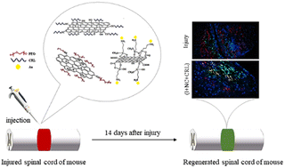 Graphical abstract: Design and synthesis of nano-biomaterials based on graphene and local delivery of cerebrolysin into the injured spinal cord of mice, promising neural restoration