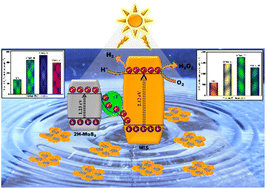 Graphical abstract: Augmented photocatalysis induced by 1T-MoS2 bridged 2D/2D MgIn2S4@1T/2H-MoS2 Z-scheme heterojunction: mechanistic insights into H2O2 and H2 evolution