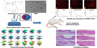 Graphical abstract: In silico and in vitro assessment of an optimized QbD-guided myoinositol and metformin-loaded mucus-penetrating particle-based gel for the amelioration of PCOS