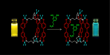 Graphical abstract: Selective naked-eye detection of dopamine using an imino-boron molecular capsule