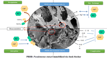 Graphical abstract: Developing a biocatalyst showcasing the synergistic effect of rice husk biochar and bacterial cells for the removal of heavy metals