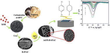 Graphical abstract: The preparation of AuNPs/B-dNACNs and their application in P-aminophenol electrochemical sensing