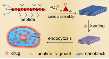 Graphical abstract: Self-assembled peptide-based nanoblocks for drug delivery