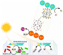 Graphical abstract: Covalent lindqvist polyoxometalate-cubic polyhedral oligomeric silsesquioxane hybrid material: enhancing photocatalytic antibacterial activity and hydrogen production as a heterogeneous catalyst