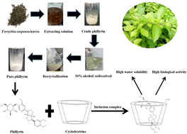 Graphical abstract: Preparation of phillyrin/cyclodextrin inclusion complexes and study of their physical properties, solubility enhancement, molecular docking and antioxidant activity