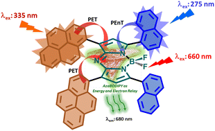 Graphical abstract: Excitation wavelength-reliant light-induced energy and electron processes in pyrene and naphthalene functionalized dual-dye integrated polyaromatic azaborondipyrromethenes